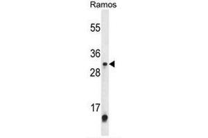 Western blot analysis of METTL1 Antibody (Center) in Ramos cell line lysates (35µg/lane). (METTL1 Antikörper  (Middle Region))