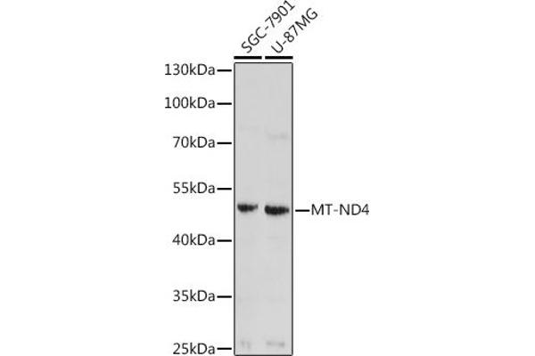 Mitochondrially Encoded NADH Dehydrogenase 4 (MT-ND4) anticorps