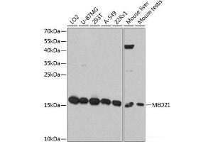 Western blot analysis of extracts of various cell lines using MED21 Polyclonal Antibody at dilution of 1:3000. (MED21 Antikörper)