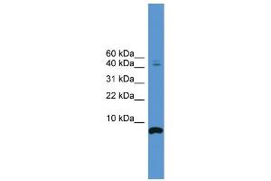WB Suggested Anti-CORT Antibody Titration: 0.