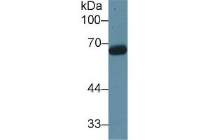 Western blot analysis of Rat Testis lysate, using Rat KNT1 Antibody (1 µg/ml) and HRP-conjugated Goat Anti-Rabbit antibody ( (KNG1 Antikörper  (AA 378-430))