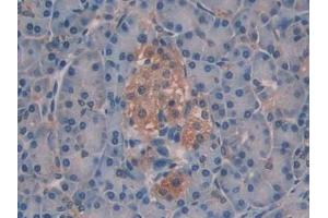 IHC-P analysis of Human Pancreas Tissue, with DAB staining. (SIAE Antikörper  (AA 22-244))