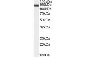 Image no. 1 for anti-Stromal Antigen 2 (STAG2) (Internal Region) antibody (ABIN374783) (STAG2 Antikörper  (Internal Region))