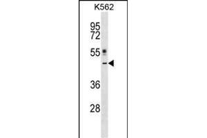 CRLF1 Antibody (Center) (ABIN1538198 and ABIN2848707) western blot analysis in K562 cell line lysates (35 μg/lane). (CRLF1 Antikörper  (AA 255-283))