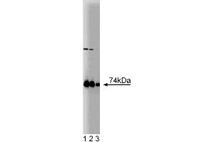 Western blot analysis of PKCiota on a rat cerebrum lysate. (PKC iota Antikörper  (AA 404-587))