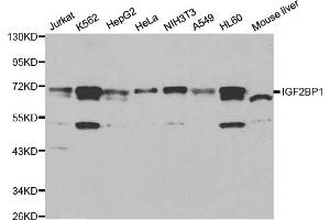 Western blot analysis of extracts of various cell lines, using IGF2BP1 antibody.