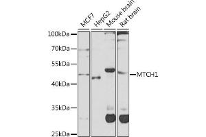 Western blot analysis of extracts of various cell lines, using MTCH1 antibody (ABIN6132817, ABIN6144123, ABIN6144124 and ABIN6224087) at 1:1000 dilution. (MTCH1 Antikörper  (AA 100-250))