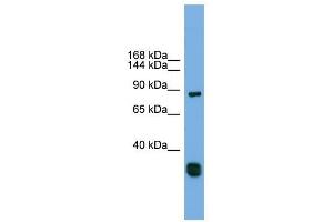 FSTL5 antibody used at 1 ug/ml to detect target protein. (FSTL5 Antikörper  (Middle Region))