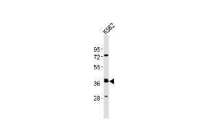 Anti-(Mouse) Tal1 Antibody (Center) at 1:2000 dilution + K562 whole cell lysates Lysates/proteins at 20 μg per lane. (TAL1 Antikörper  (AA 154-188))