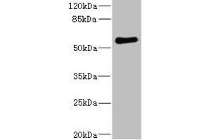Western blot All lanes: FCRL2 antibody at 1.