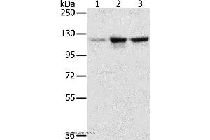 Western blot analysis of A549, K562 and hela cell, using NAT10 Polyclonal Antibody at dilution of 1:200 (NAT10 Antikörper)