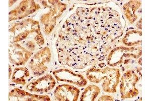 IHC image of ABIN7148621 diluted at 1:800 and staining in paraffin-embedded human kidney tissue performed on a Leica BondTM system. (SERPINA6 Antikörper  (AA 23-405))