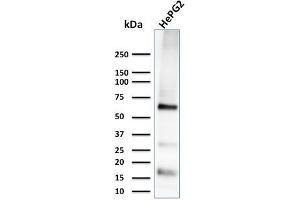 Western Blot Analysis of HePG2 cell lysate using Glypican-3 Monoclonal Antibody (1G12) (Glypican 3 Antikörper  (AA 511-580))