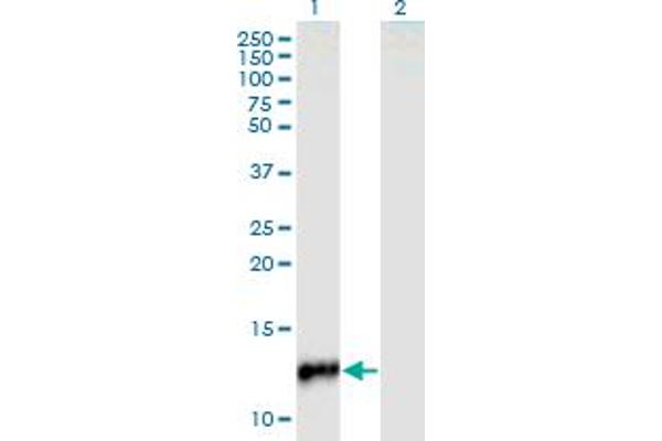 CYP24A1 antibody  (AA 415-514)