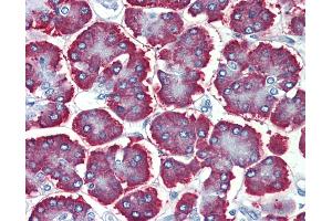 Anti-GBAS antibody IHC of human pancreas. (GBAS Antikörper  (Internal Region))