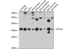 Western blot analysis of extracts of various cell lines, using OPCML antibody (ABIN3016671, ABIN3016672, ABIN3016673 and ABIN6219807) at 1:1000 dilution. (OPCML Antikörper  (AA 246-345))
