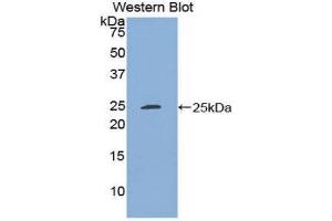 Western Blotting (WB) image for anti-Stromal Cell Derived Factor 4 (SDF4) (AA 184-382) antibody (ABIN1860508) (SDF4 Antikörper  (AA 184-382))