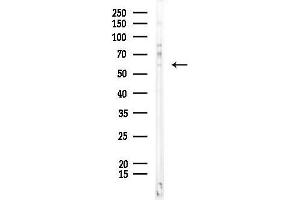 anti-Smad2/3 Transcription Factor (SMAD2/3) (pThr8), (Thr8) antibody