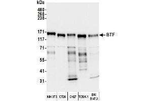Western Blotting (WB) image for anti-BCL2-Associated Transcription Factor 1 (BCLAF1) (AA 150-200) antibody (ABIN7454651) (BCLAF1 Antikörper  (AA 150-200))