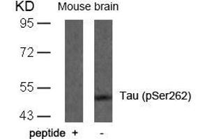 Western blot analysis of extracts from mouse brain tissue using Tau(Phospho-Ser262) Antibody and the same antibody preincubated with blocking peptide. (MAPT Antikörper  (pSer262))