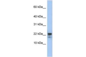 Western Blotting (WB) image for anti-Claudin 23 (CLDN23) antibody (ABIN2460774) (Claudin 23 Antikörper)