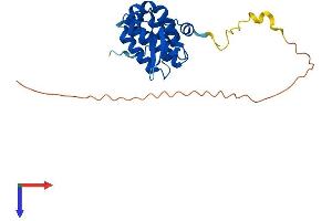 PARK2 Co-Regulated-Like (PACRGL) (AA 1-248) protein (His tag)