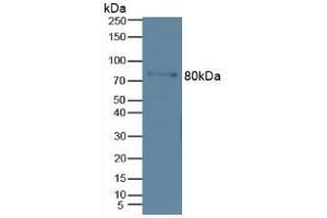 Detection of MMP9 in Mouse Marrow Tissue using Polyclonal Antibody to Matrix Metalloproteinase 9 (MMP9) (MMP 9 Antikörper  (AA 213-399))
