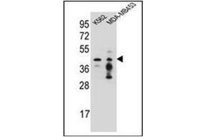 Western blot analysis of PCYT1A Antibody (N-term) in K562,MDA-MB453 cell line lysates (35ug/lane). (PCYT1A Antikörper  (N-Term))