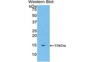 Western Blotting (WB) image for anti-Chemokine (C-C Motif) Ligand 6 (CCL6) (AA 22-116) antibody (ABIN1859882) (CCL6 Antikörper  (AA 22-116))