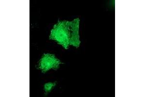 Anti-PNPO mouse monoclonal antibody (ABIN2454781) immunofluorescent staining of COS7 cells transiently transfected by pCMV6-ENTRY PNPO (RC200133). (PNPO Antikörper)