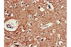 Immunohistochemistry of paraffin-embedded human brain tissue using ABIN7160353 at dilution of 1:100 (CHRM5 Antikörper  (AA 220-427))