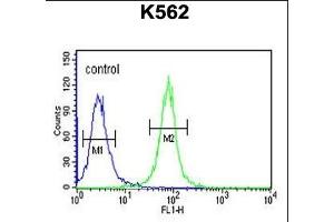 A1 Antibody (C-term) (ABIN651699 and ABIN2840366) flow cytometric analysis of K562 cells (right histogram) compared to a negative control (left histogram). (NPSR1-AS1 Antikörper  (C-Term))