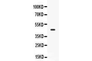 Western blot analysis of CD33 expression in mosue lung extract ( Lane 1). (CD33 Antikörper  (AA 18-240))