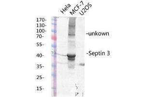Western Blot (WB) analysis of specific lysis using Septin 3 Polyclonal Antibody. (Septin 3 Antikörper  (Internal Region))