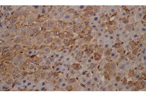 Immunohistochemistry of paraffin-embedded mouse liver using alpha Tubulin Monoclonal Antibody at dilution of 1:200 (alpha Tubulin Antikörper)