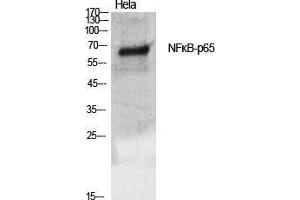 Western Blot (WB) analysis of specific cells using NFkappaB-p65 Polyclonal Antibody.