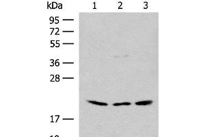 Western blot analysis of HEPG2 and Hela cell Mouse liver tissue lysates using RPL23A Polyclonal Antibody at dilution of 1:300