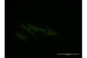 Immunofluorescence (IF) image for anti-Vacuolar Protein Sorting-Associated Protein 16 Homolog (VPS16) (AA 754-839) antibody (ABIN528674)