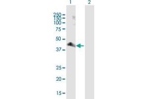 Western Blot analysis of PARD6A expression in transfected 293T cell line by PARD6A MaxPab polyclonal antibody. (PARD6A Antikörper  (AA 1-345))