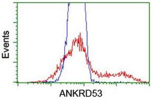 Image no. 6 for anti-Ankyrin Repeat Domain 53 (ANKRD53) (AA 1-300) antibody (ABIN1490719) (ANKRD53 Antikörper  (AA 1-300))