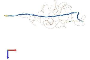 MTUS1 Protein (AA 1-1210) (His tag)