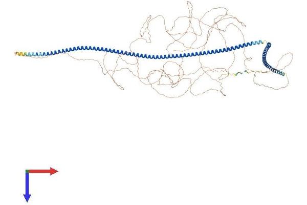 MTUS1 Protein (AA 1-1210) (His tag)