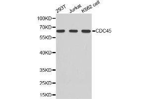Western blot analysis of extracts of various cell lines, using CDC45 antibody. (CDC45 Antikörper  (AA 1-270))