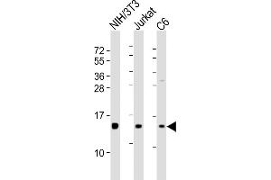 All lanes : Anti-PFN1 Antibody (C-term) at 1:8000 dilution Lane 1: NIH/3T3 whole cell lysates Lane 2: Jurkat whole cell lysates Lane 3: C6 whole cell lysates Lysates/proteins at 20 μg per lane. (PFN1 Antikörper  (C-Term))