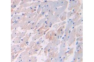 IHC-P analysis of Rat Tissue, with DAB staining. (VEGFB Antikörper  (AA 21-137))