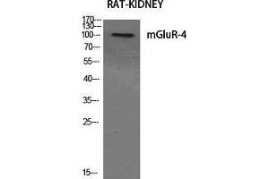 Western Blot (WB) analysis of specific cells using mGluR-4 Polyclonal Antibody. (Metabotropic Glutamate Receptor 4 Antikörper  (C-Term))