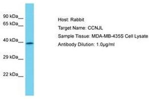Image no. 1 for anti-Cyclin J-Like (CCNJL) (AA 337-386) antibody (ABIN6750669) (CCNJL Antikörper  (AA 337-386))