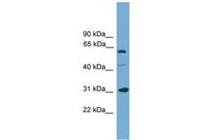 Image no. 1 for anti-Cell Cycle Checkpoint Protein RAD1 (RAD1) (AA 179-228) antibody (ABIN6745211)