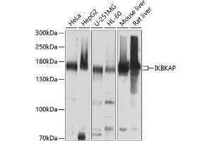 Western blot analysis of extracts of various cell lines, using IKBKAP antibody (ABIN6130369, ABIN6142278, ABIN6142279 and ABIN6214265) at 1:1000 dilution. (IKAP/p150 Antikörper  (AA 1093-1332))