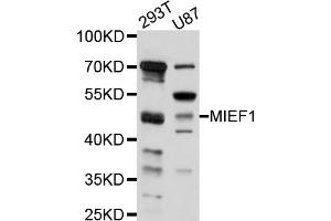 Western blot analysis of extracts of various cell lines, using MIEF1 antibody (ABIN5998230) at 1/1000 dilution. (SMCR7L Antikörper)